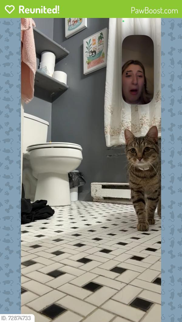 Reunited Male Cat last seen Helderberg, Albany, NY 12208
