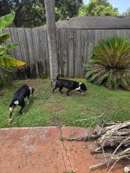 Reunited Female Dog last seen Carlton Drive and cloverlawn drive, Orange County, FL 32806