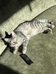 Reunited Male Cat last seen Columbia and 33rd Ave, Seattle, WA 98122