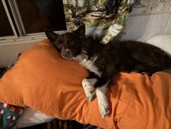 Reunited Male Dog last seen Last Seen Running down broadway street By Das park, Piqua, OH 45356