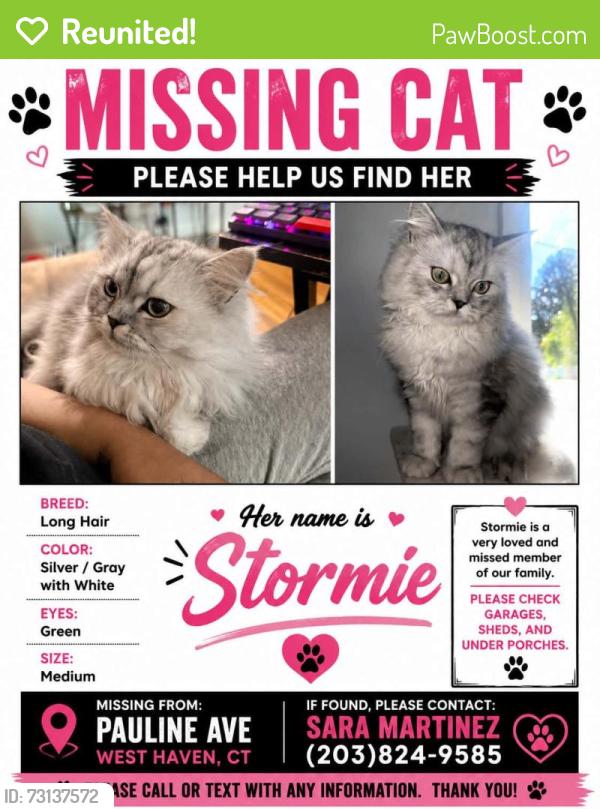 Reunited Female Cat last seen Pagels school, West Haven, CT 06516