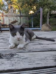 Lost Male Cat last seen E Collins Blvd and N Yale Blvd, Richardson, TX 75081