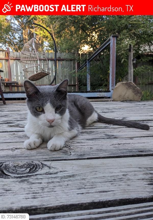 Lost Male Cat last seen E Collins Blvd and N Yale Blvd, Richardson, TX 75081