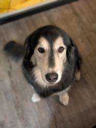 Reunited Male Dog last seen University and Lindsey, Mesa, AZ 85213