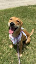 Shelter Stray Female Dog last seen Bexar County, 3353 Morningside Dr, New Braunfels, TX 78132, USA