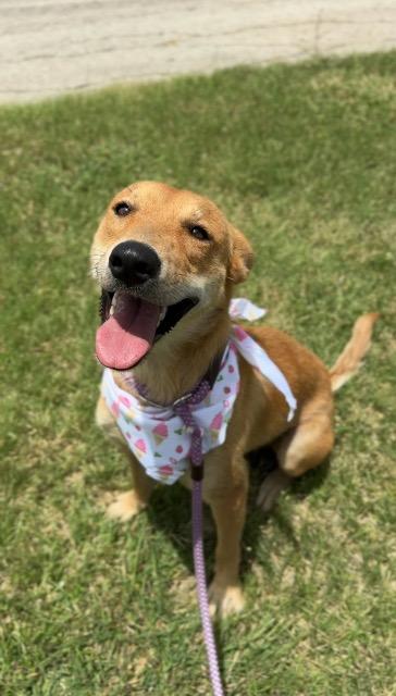 Shelter Stray Female Dog last seen Bexar County, 3353 Morningside Dr, New Braunfels, TX 78132, USA