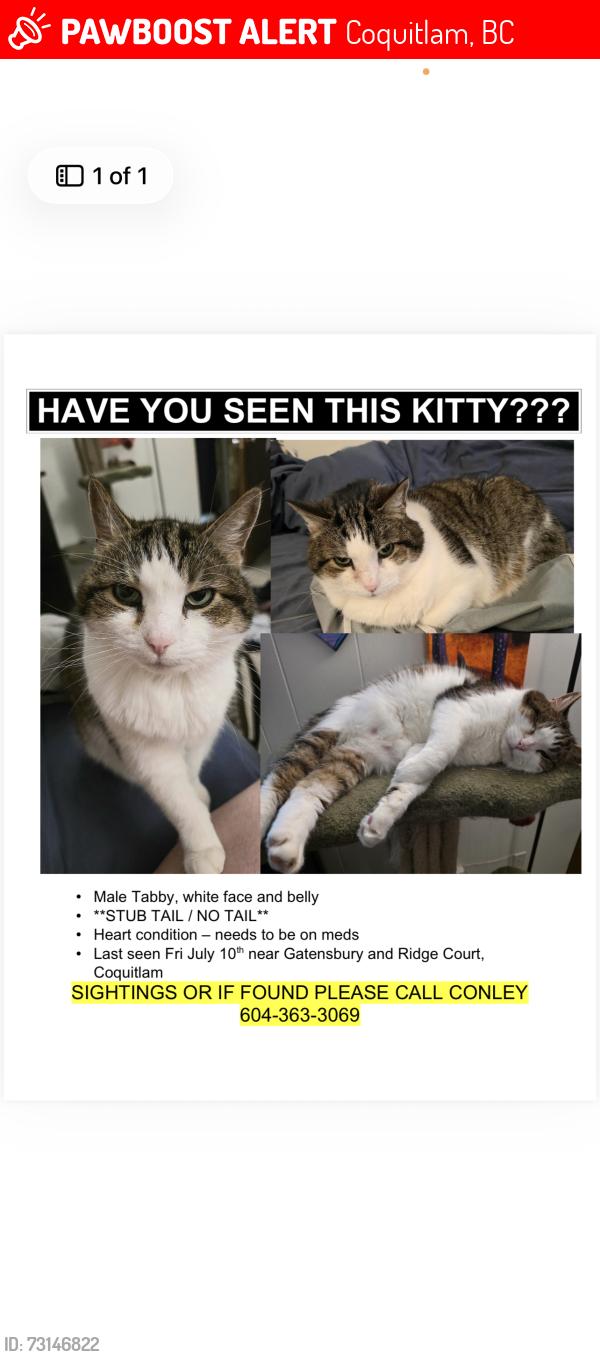 Lost Male Cat last seen Gatensbury and ridge court, Coquitlam, BC 