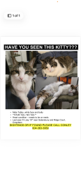 Lost Male Cat last seen Gatensbury and ridge court, Coquitlam, BC 