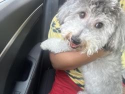 Reunited Male Dog last seen Ward Lake, Ellenwood, GA 30294