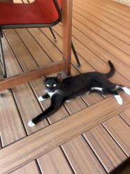Found/Stray Unknown Cat last seen Massasoit Rd, Worcester, MA 01604