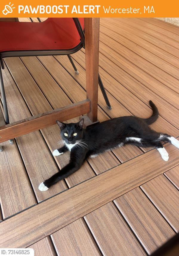 Found/Stray Unknown Cat last seen Massasoit Rd, Worcester, MA 01604