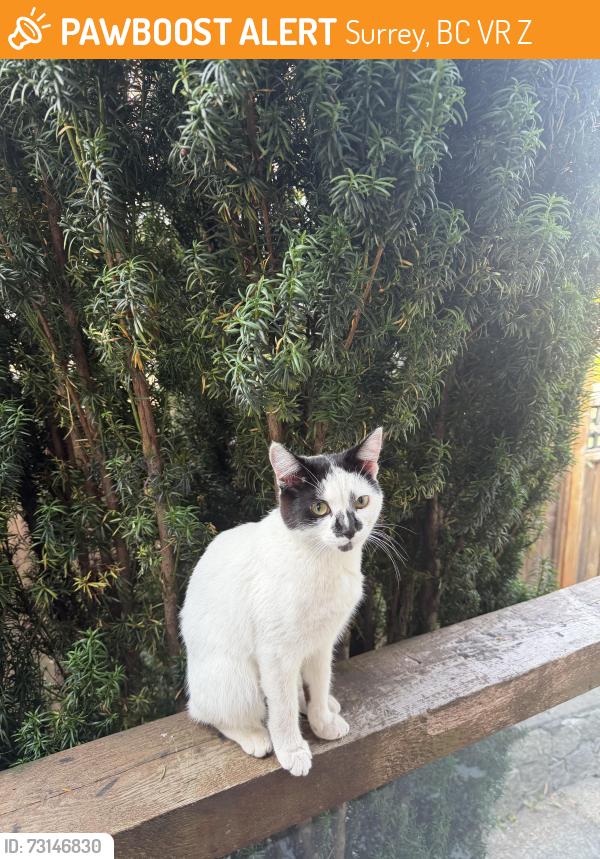Found/Stray Female Cat last seen Bolivar park, Surrey, BC V3R 2Z7