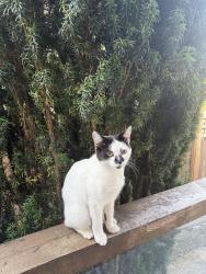 Found/Stray Female Cat last seen Bolivar park, Surrey, BC V3R 2Z7
