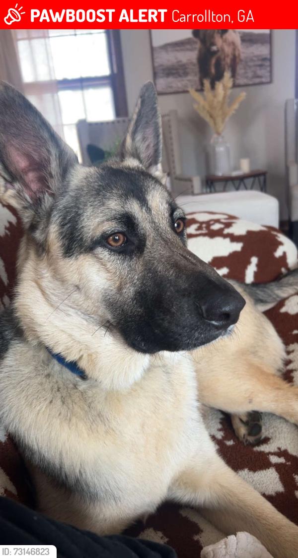 Lost Male Dog last seen Tyus Road, Carrollton, GA 30117