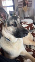 Lost Male Dog last seen Tyus Road, Carrollton, GA 30117