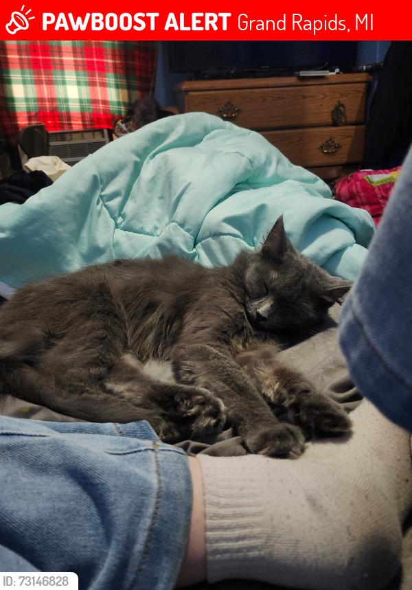 Lost Female Cat last seen National nw and veto nw, Grand Rapids, MI 49504