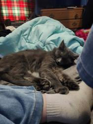 Lost Female Cat last seen National nw and veto nw, Grand Rapids, MI 49504