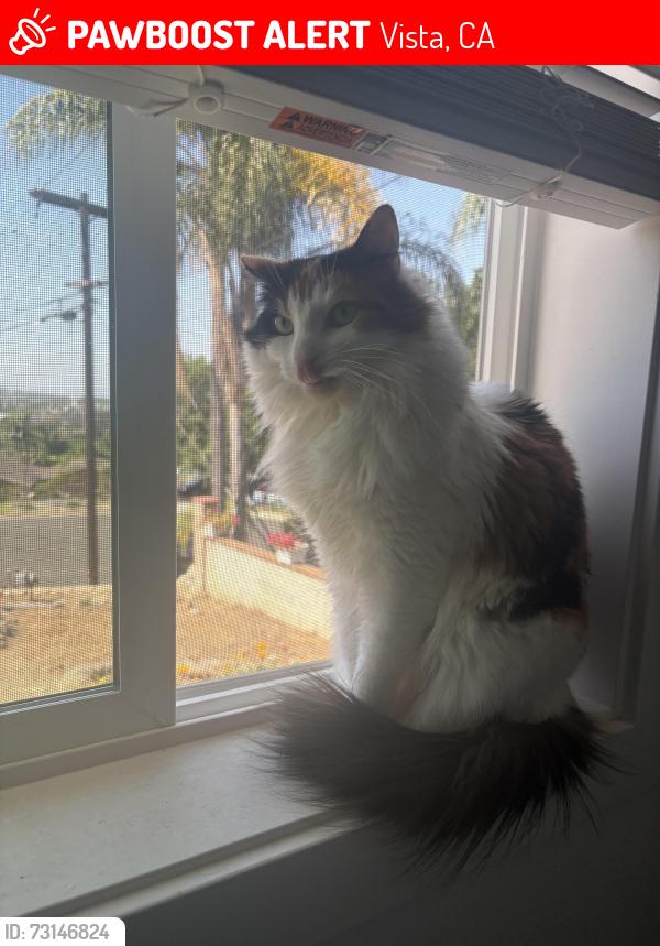 Lost Female Cat last seen E Indian rock road California, Vista, CA 92084