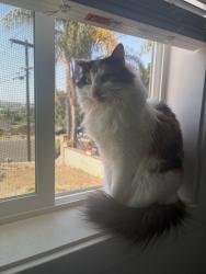 Lost Female Cat last seen E Indian rock road California, Vista, CA 92084