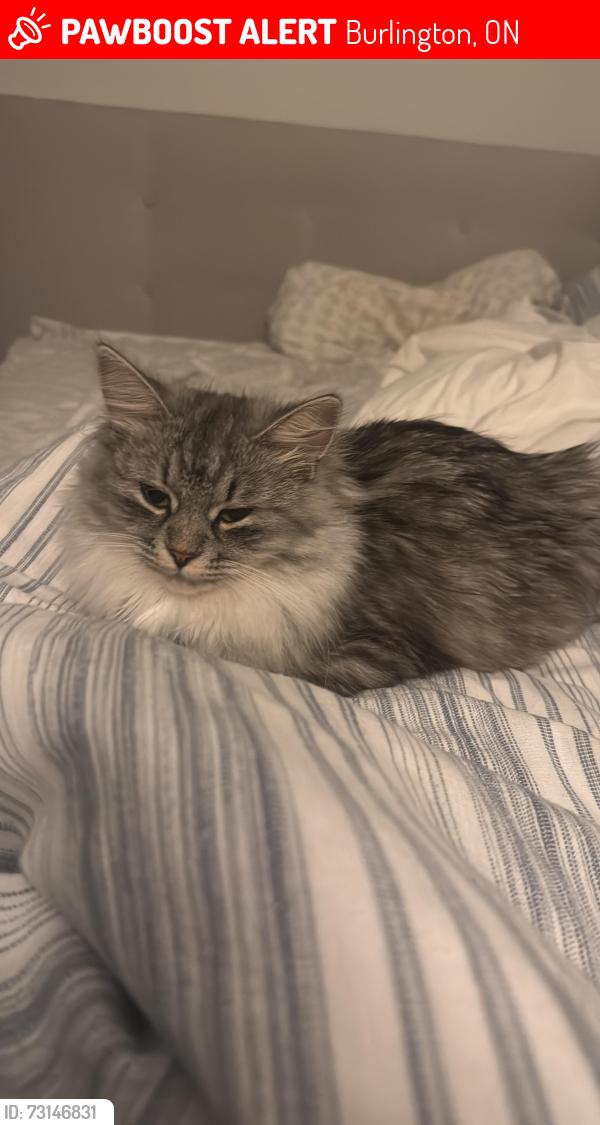 Lost Female Cat last seen corner blue spruce and Roseville court, Burlington, ON 