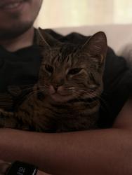 Reunited Female Cat last seen Kikrland, Juanita Bay, Kirkland, WA 98034