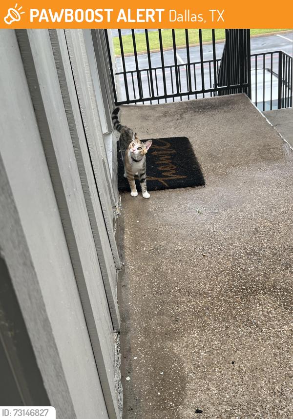 Found/Stray Unknown Cat last seen Ridgecrest Road by Biltmore apmts, Dallas, TX 75231