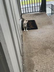 Found/Stray Unknown Cat last seen Ridgecrest Road by Biltmore apmts, Dallas, TX 75231