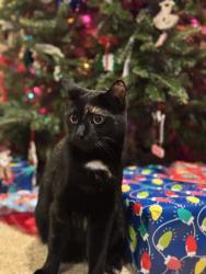 Reunited Female Cat last seen Mikelson & Bonner, Castle Rock, CO 80104