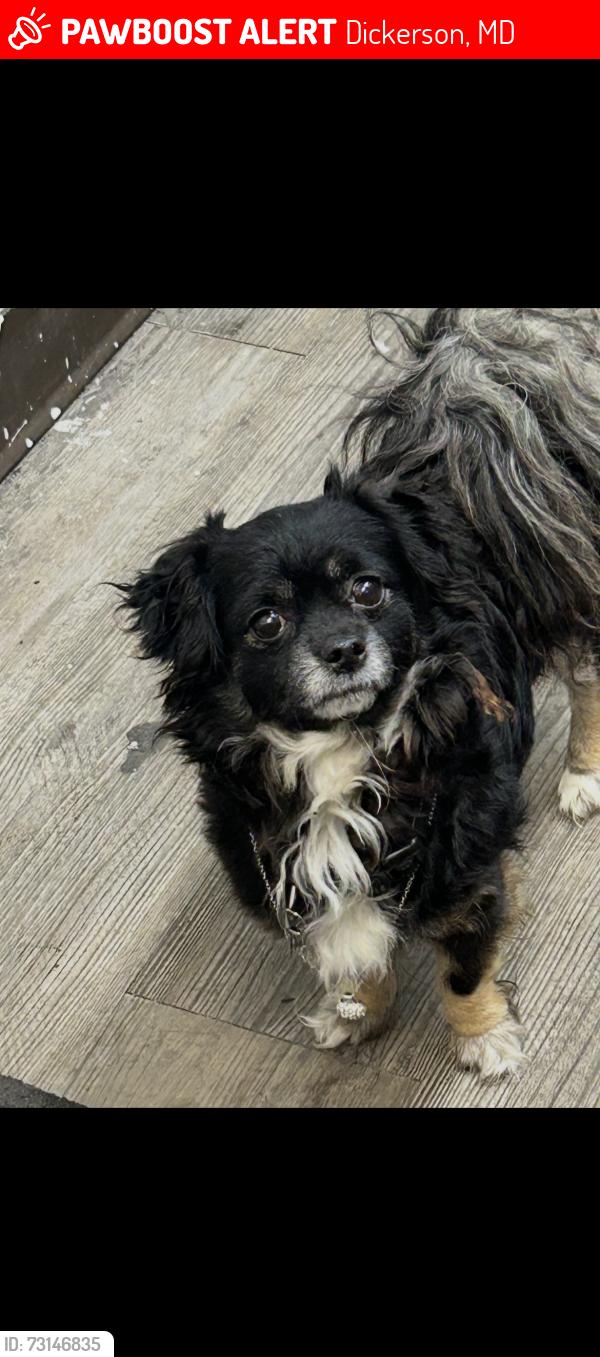 Lost Male Dog last seen Dollar tree, Dickerson, MD 20842