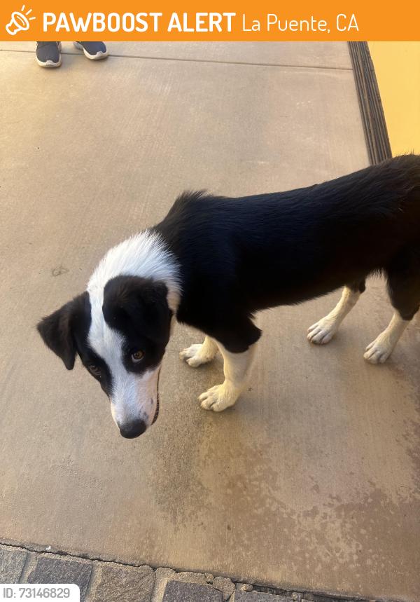 Found/Stray Male Dog last seen Lomitas/workman mill road, La Puente, CA 91746