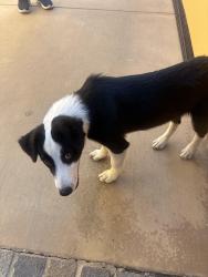 Found/Stray Male Dog last seen Lomitas/workman mill road, La Puente, CA 91746