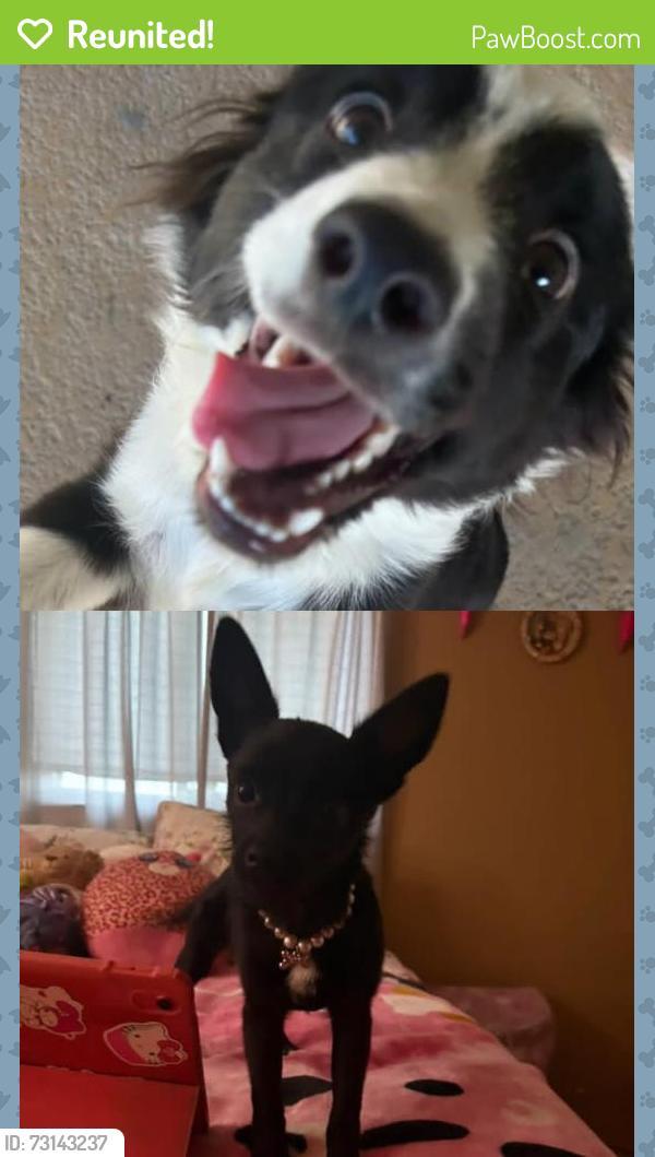Reunited Unknown Dog last seen Clinton St, Indio, CA 92201