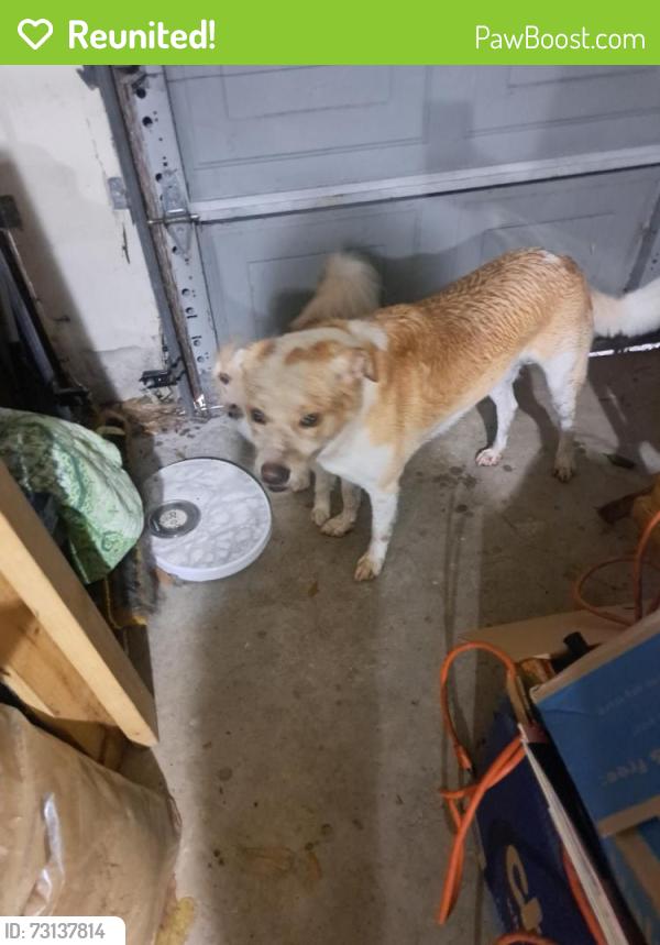 Reunited Unknown Dog last seen Ravensworth & W. Airport, Houston, TX 77031