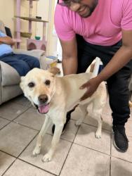 Found/Stray Unknown Dog last seen Jonathon st near John landes park, Oceanside, CA 92056