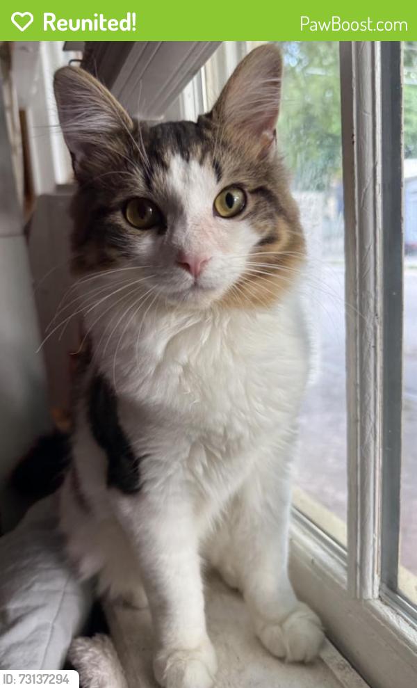 Reunited Male Cat last seen Near M St, Richmond, VA 23223