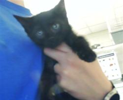 Shelter Stray Female Cat last seen Near BLOCK VASS RD, SPRING LAKE NC 28390, 4704 Corporation Dr, Fayetteville, NC 28306, USA