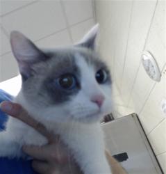 Shelter Stray Female Cat last seen , 4704 Corporation Dr, Fayetteville, NC 28306, USA