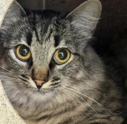 Shelter Stray Female Cat last seen , 600 Aviation Dr, Camarillo, CA 93010, USA