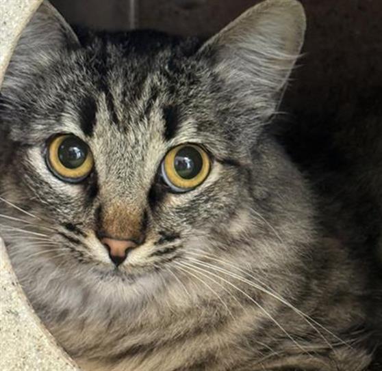 Shelter Stray Female Cat last seen , 600 Aviation Dr, Camarillo, CA 93010, USA