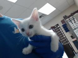 Shelter Stray Male Cat last seen Near BLOCK RENWICK DR, FAYETTEVILLE NC 28304, 4704 Corporation Dr, Fayetteville, NC 28306, USA