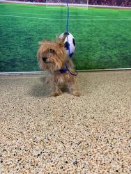 Shelter Stray Female Dog last seen THE MOORS - NW 67 AVE & NW 173 ST, 3599 NW 79th Ave, Doral, FL 33122, USA