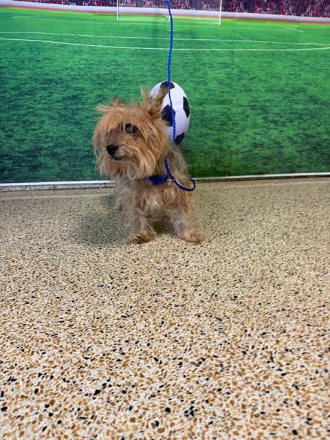 Shelter Stray Unknown Dog last seen THE MOORS - NW 67 AVE & NW 173 ST, 3599 NW 79th Ave, Doral, FL 33122, USA