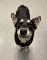 Shelter Stray Male Dog last seen NW 129TH AVE & NW 15TH ST, 3599 NW 79th Ave, Doral, FL 33122, USA