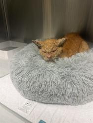 Shelter Stray Male Cat last seen Near BLOCK NW 14TH AVE, 3599 NW 79th Ave, Doral, FL 33122, USA