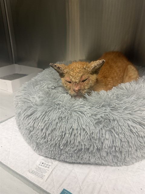 Shelter Stray Male Cat last seen Near BLOCK NW 14TH AVE, 3599 NW 79th Ave, Doral, FL 33122, USA