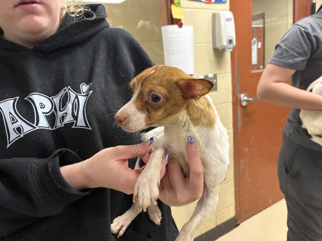 Shelter Stray Female Dog last seen Near BLOCK W HIGHLAND BLVD #1112, 3839 W Burnham St, West Milwaukee, WI 53215, USA