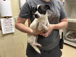 Shelter Stray Male Dog last seen Near BLOCK W HIGHLAND BLVD #1112, 3839 W Burnham St, West Milwaukee, WI 53215, USA