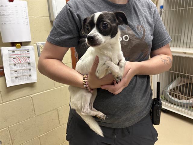 Shelter Stray Male Dog last seen Near BLOCK W HIGHLAND BLVD #1112, 3839 W Burnham St, West Milwaukee, WI 53215, USA