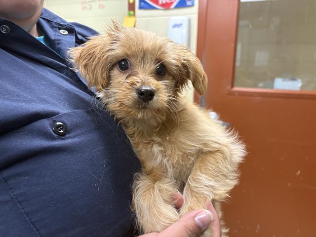 Shelter Stray Female Dog last seen 14TH ST CAPITAL DR, 3839 W Burnham St, West Milwaukee, WI 53215, USA