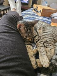 Lost Female Cat last seen Coleman, San Jose, CA 95123